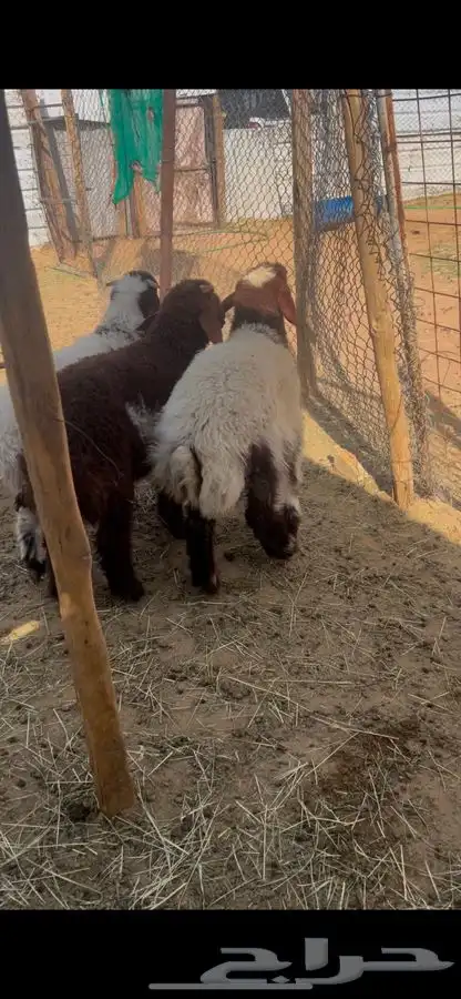 هرافا نعيم 2