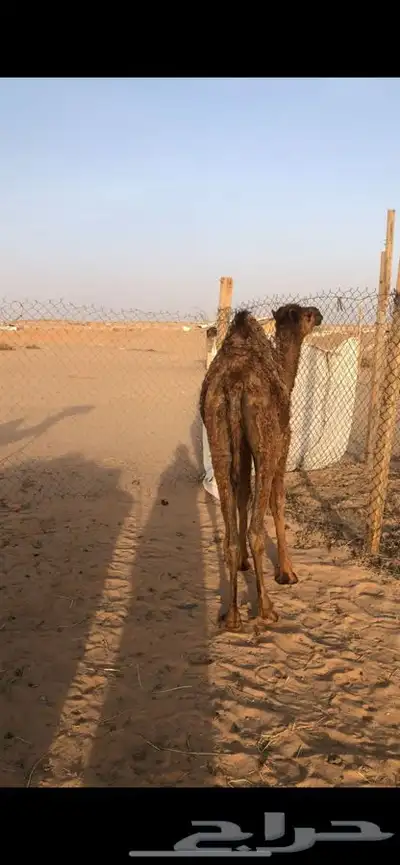 بكره مفروده 0