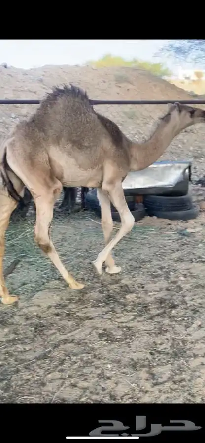 حشوان 0