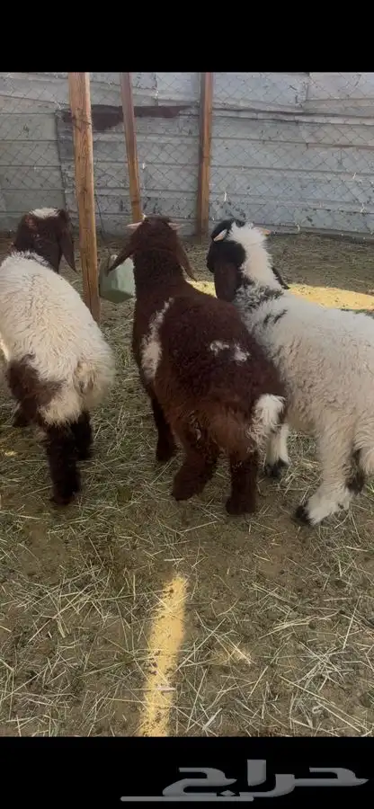 هرافا نعيم 0