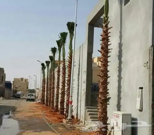 واشنطني جميع المقاصات 0