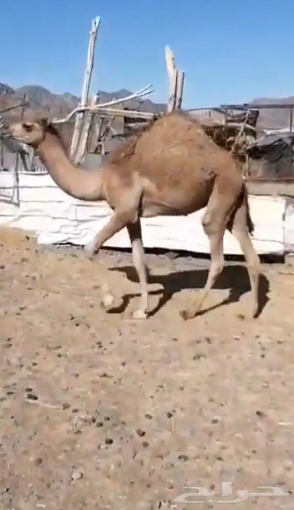 قعود 0