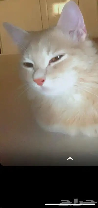 قطط 2