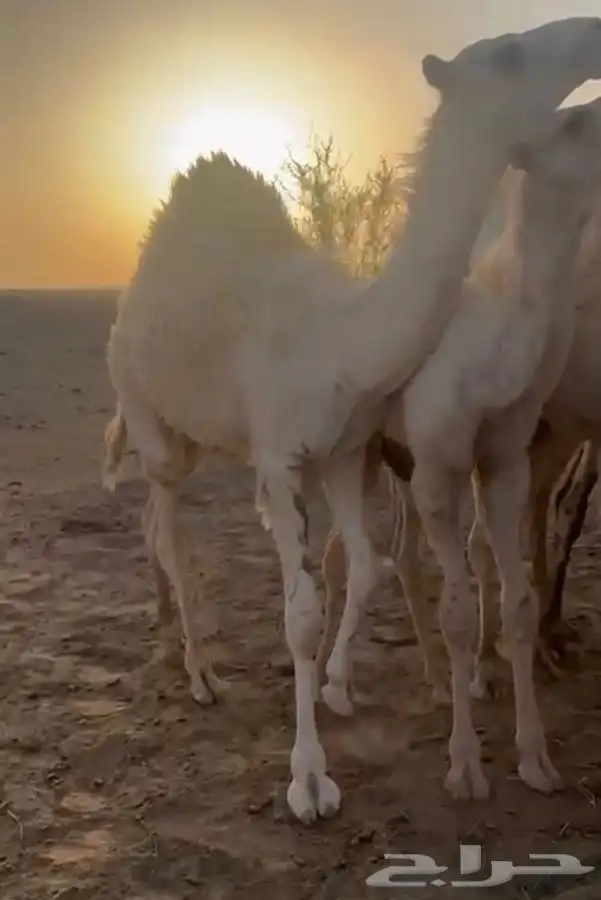مشالله تبارك الله قعود على حليب امه 1