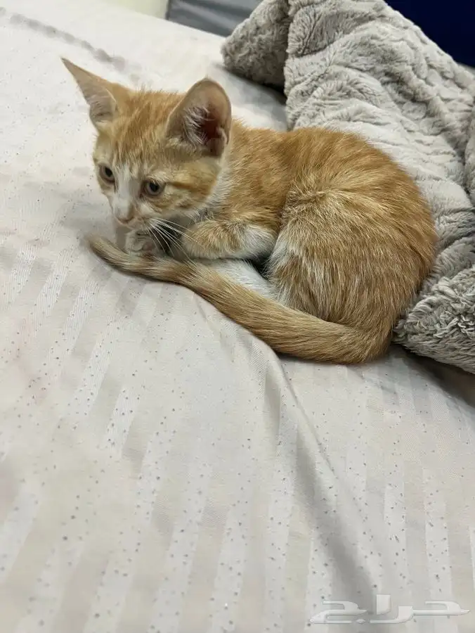 قطة صغيرة تحتاج تبني عاجل 0