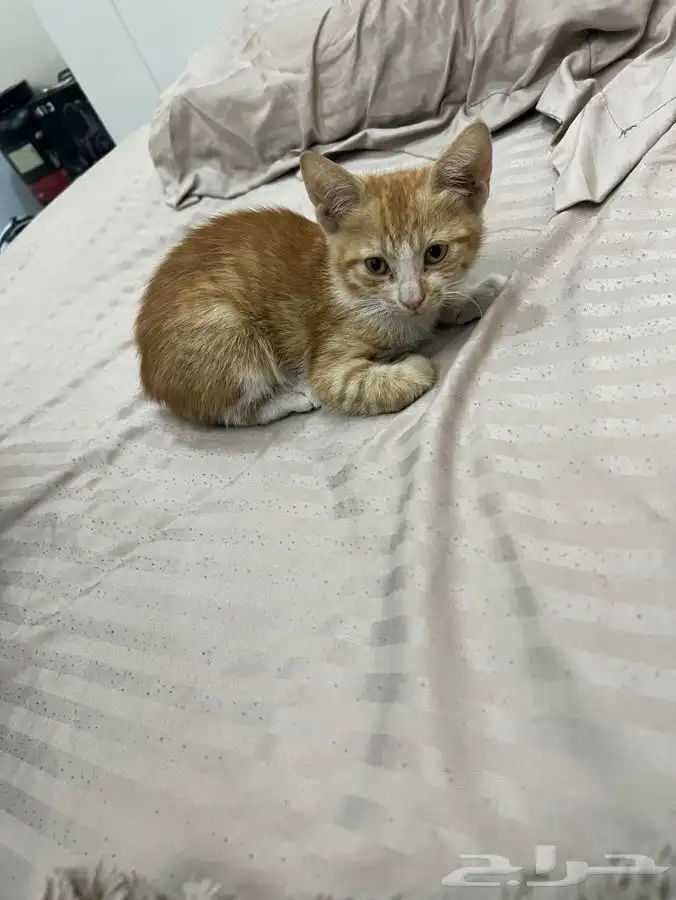 قطة صغيرة تحتاج تبني عاجل 7