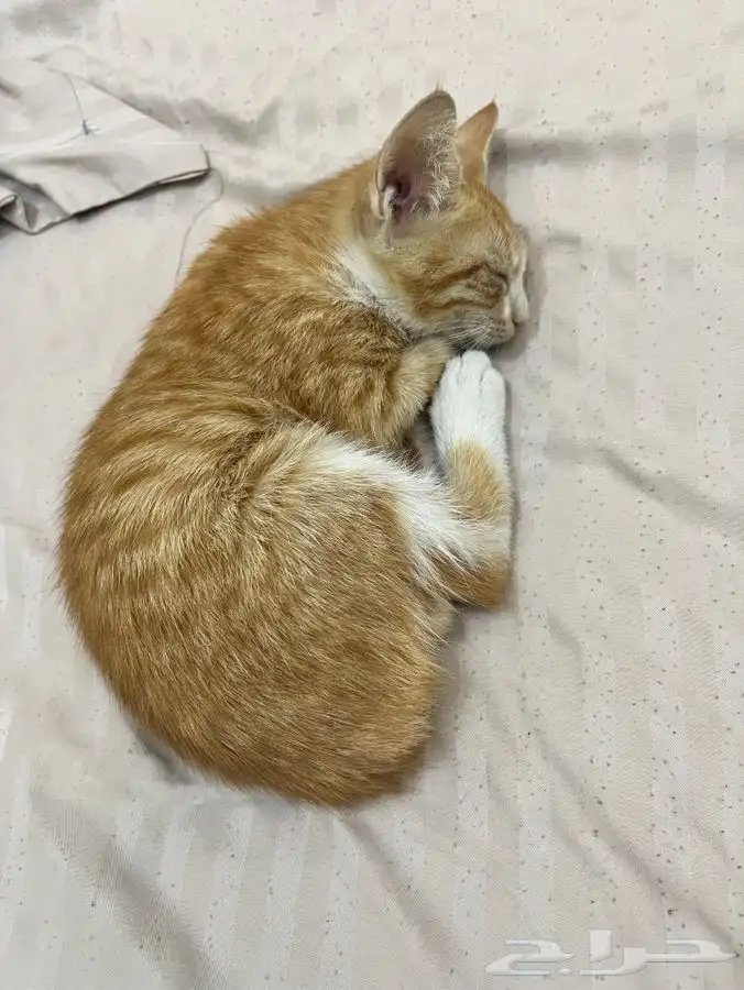 قطة صغيرة تحتاج تبني عاجل 9