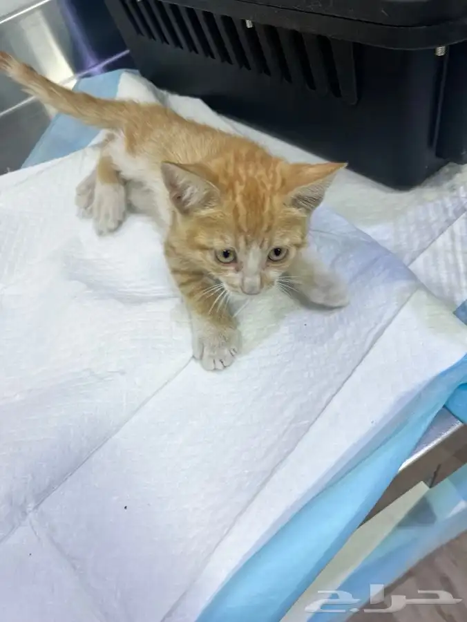 قطة صغيرة تحتاج تبني عاجل 15