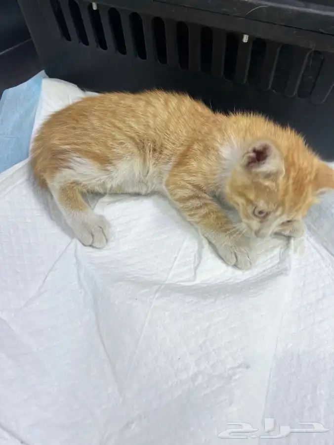 قطة صغيرة تحتاج تبني عاجل 16