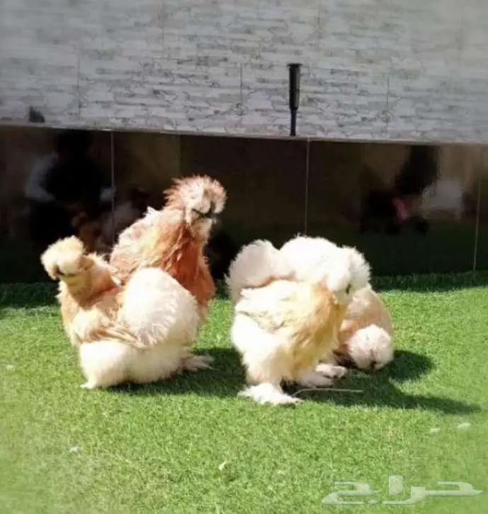 دجاج قطني امريكي نوادر 0