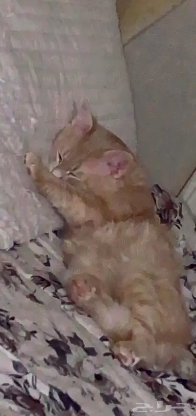قطط 0