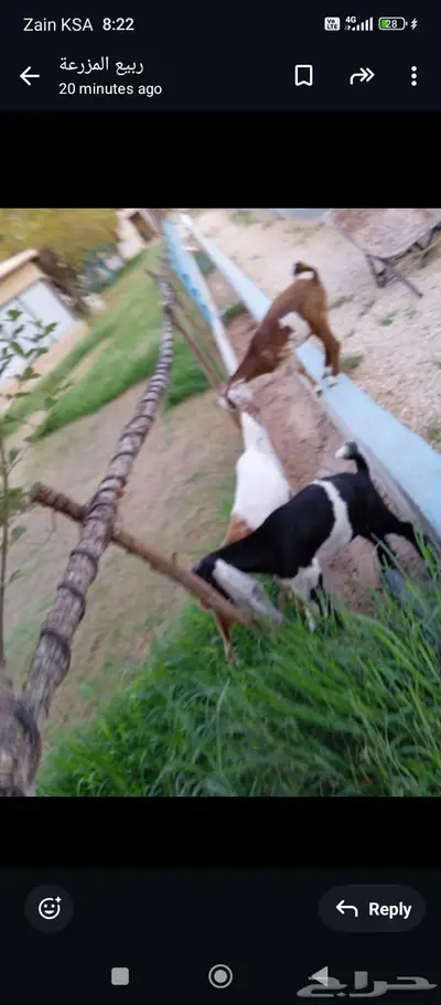 تيس 4