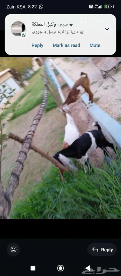 تيس 3