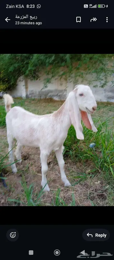 تيس 1