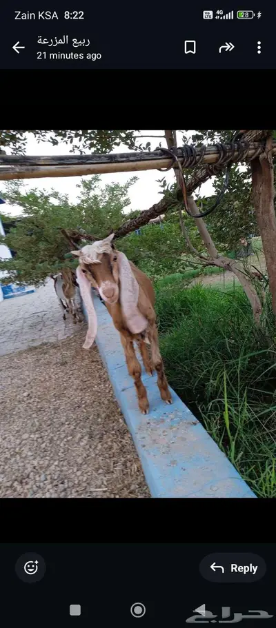 تيس 2