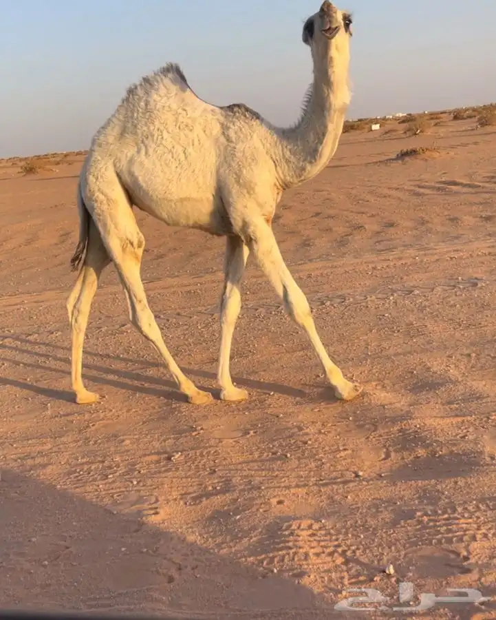 للبيع حواره كفو 0