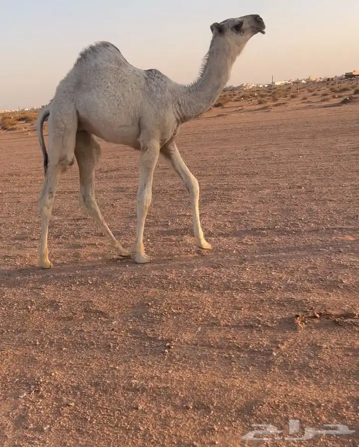 للبيع حواره كفو 2