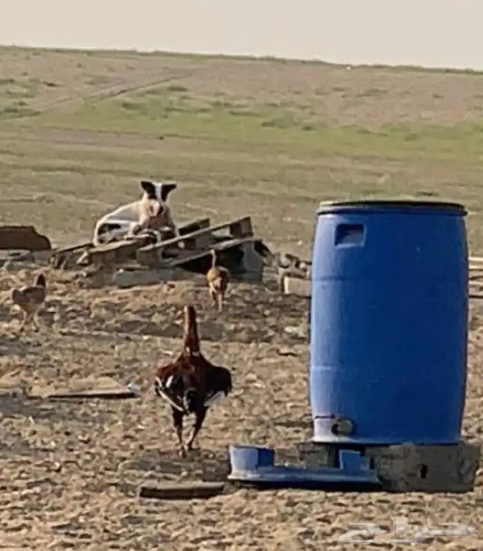 ديك باكستاني اصل اطول  ثلاث بلوكات 1