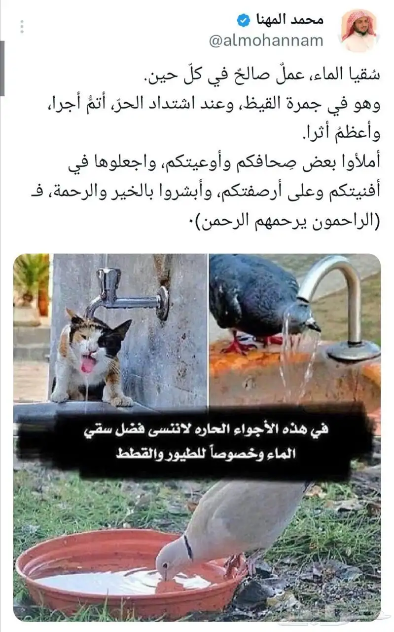 طيور مواشي دجاج حمام بط قماري قط 1