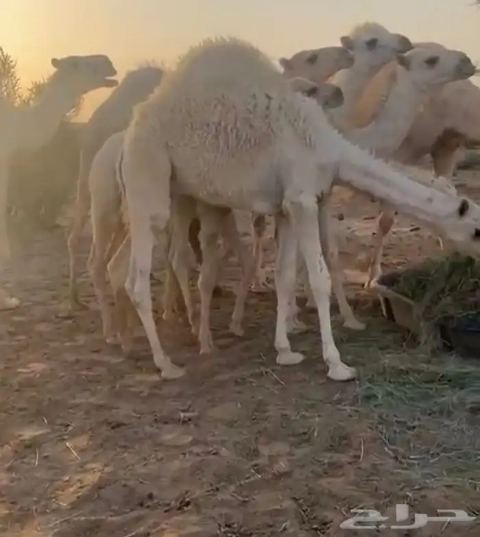 مشالله تبارك الله قعود على حليب امه 0