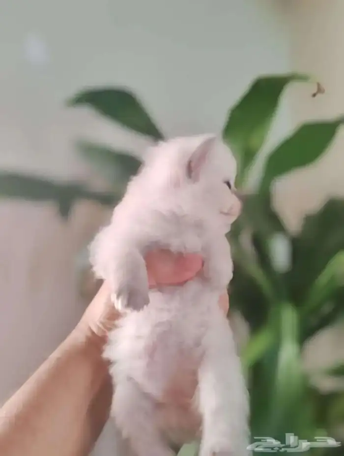 للبيع قطه هملاي 0