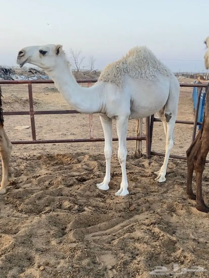 بكرة وضحا كفو مفرودة 2