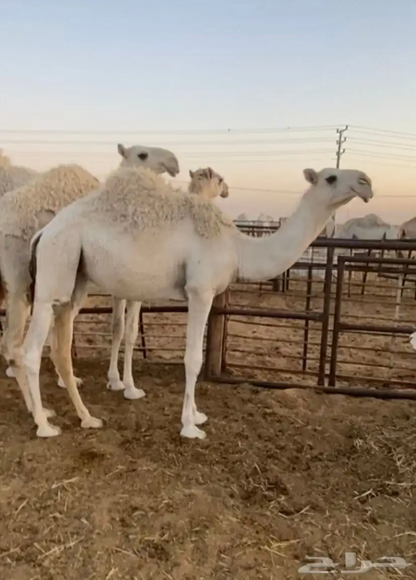 بكرة وضحا كفو مفرودة 1