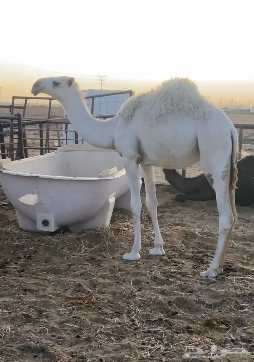 بكرة وضحا كفو مفرودة 0