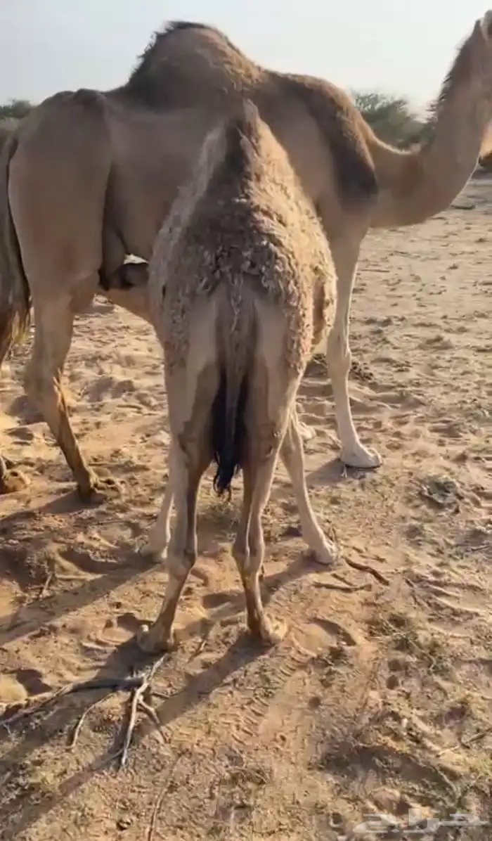 بكره للبيع 1