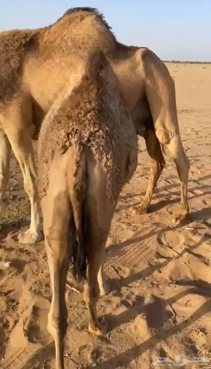 بكره للبيع 0