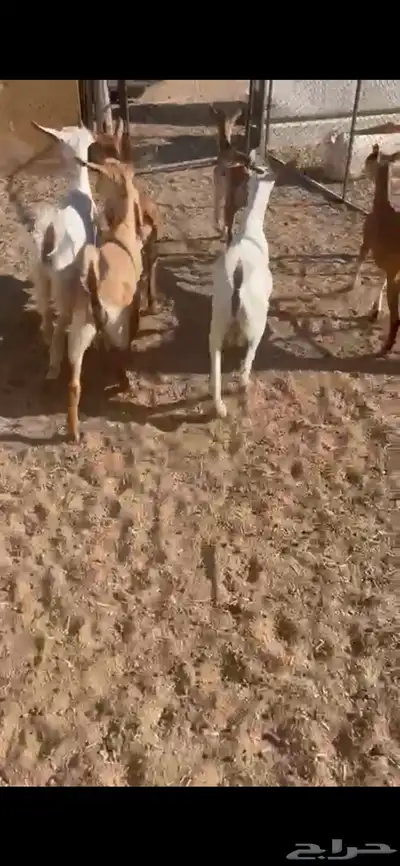 تم البيع 0