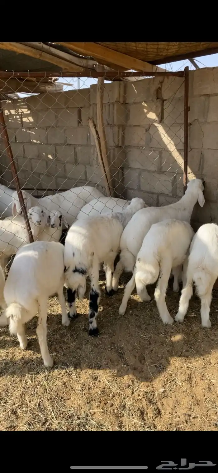 بهم بري حري للبيع (تم البيع) 1