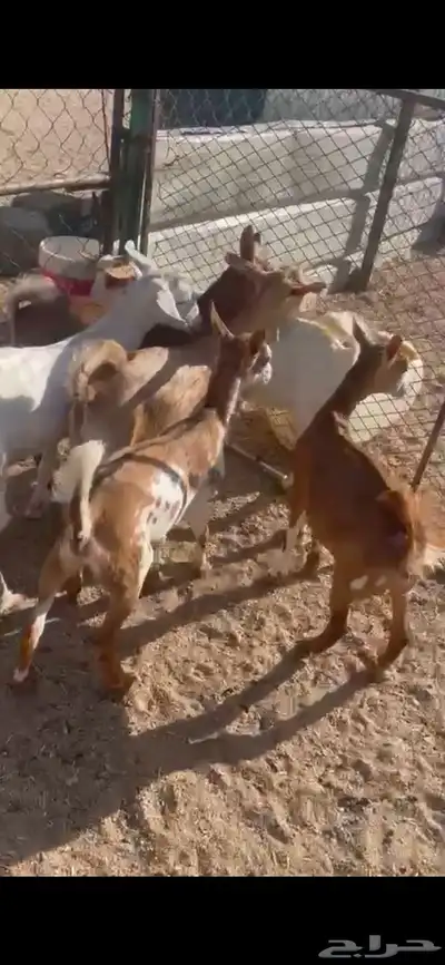 تم البيع 3