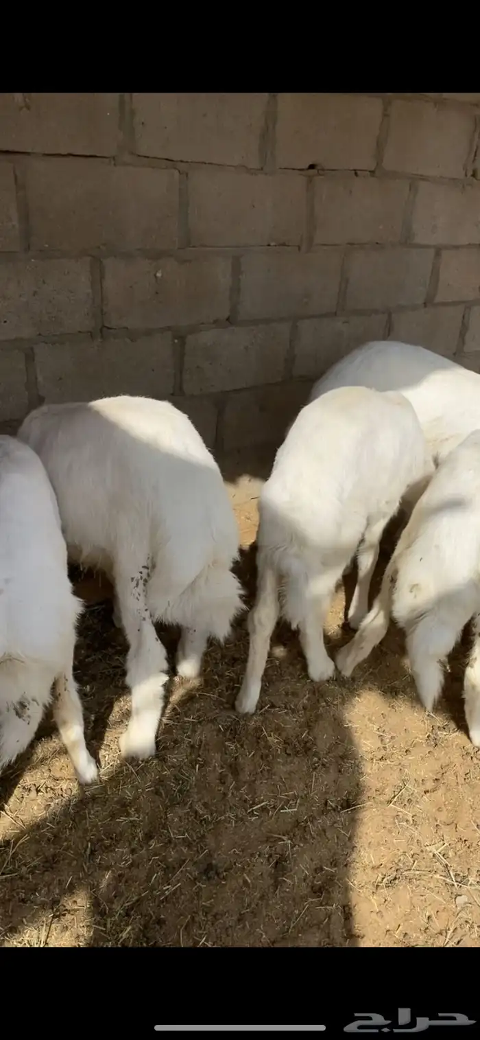 بهم بري حري للبيع (تم البيع) 3