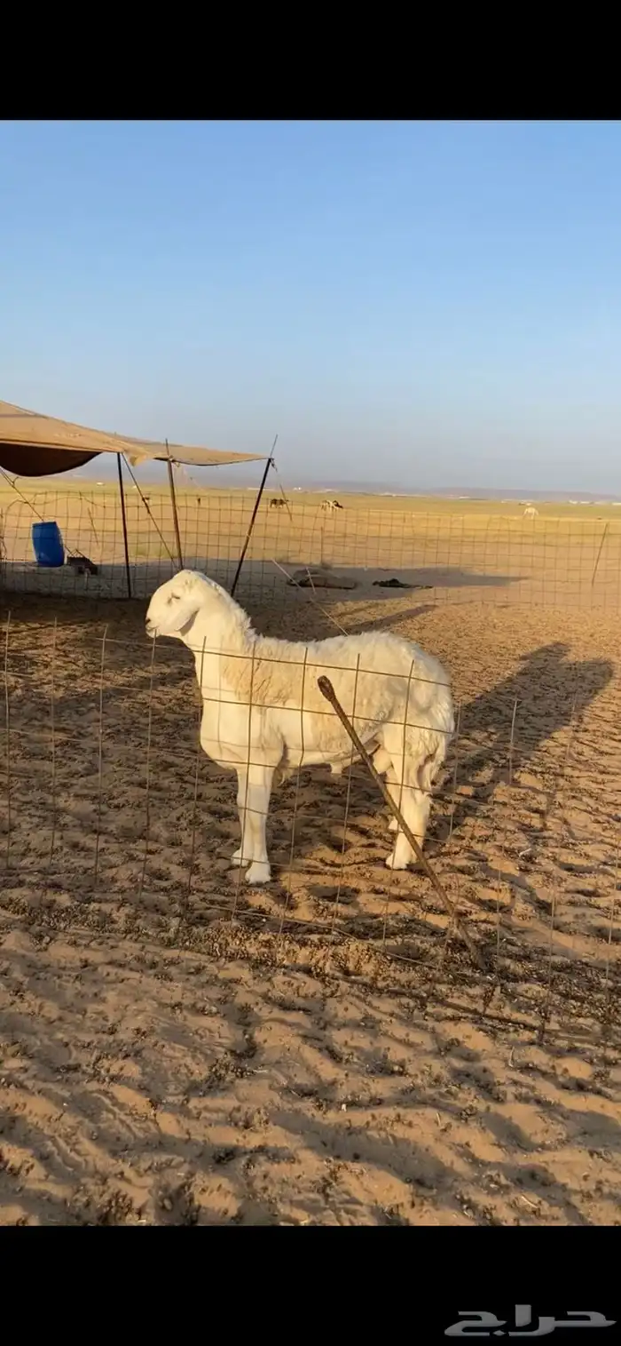 مشروع فحل صنف الصنف ساسه قوي 1