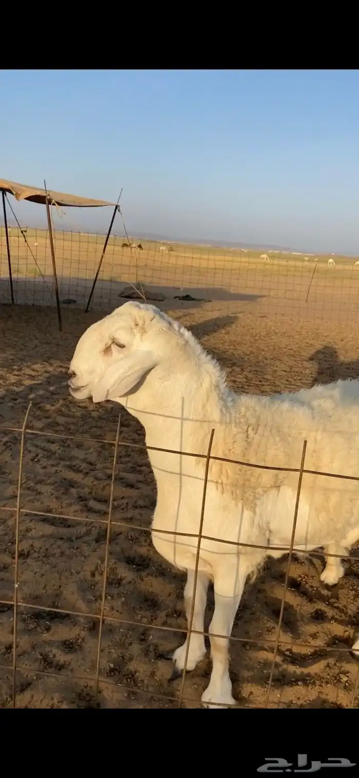 مشروع فحل صنف الصنف ساسه قوي 2