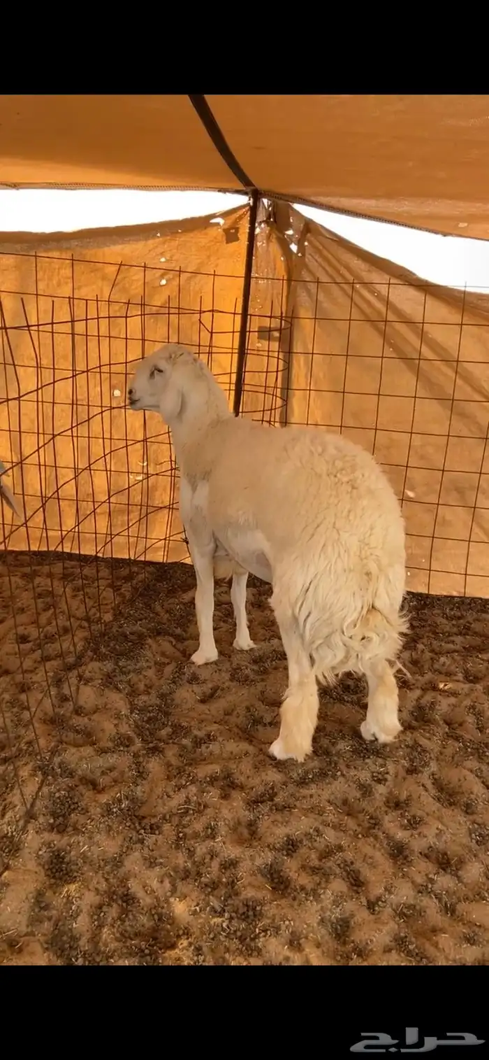 مشروع فحل صنف الصنف ساسه قوي 3