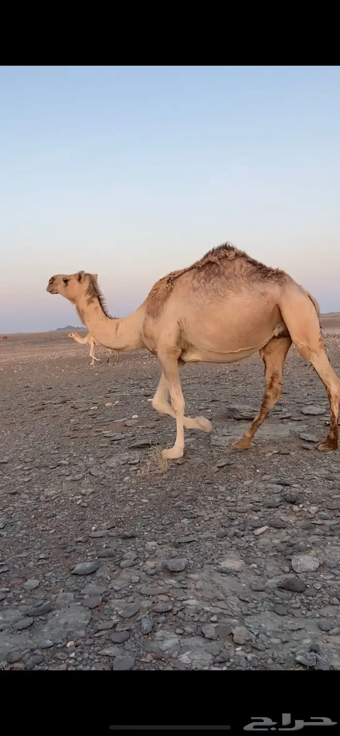 ناقه لقحه 1