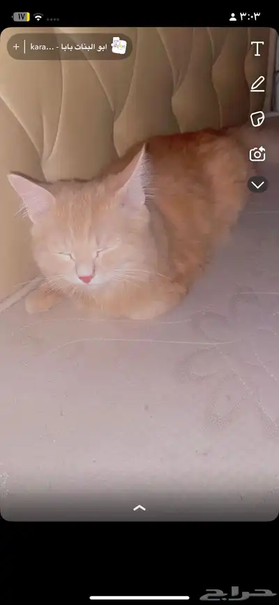 قطط 3