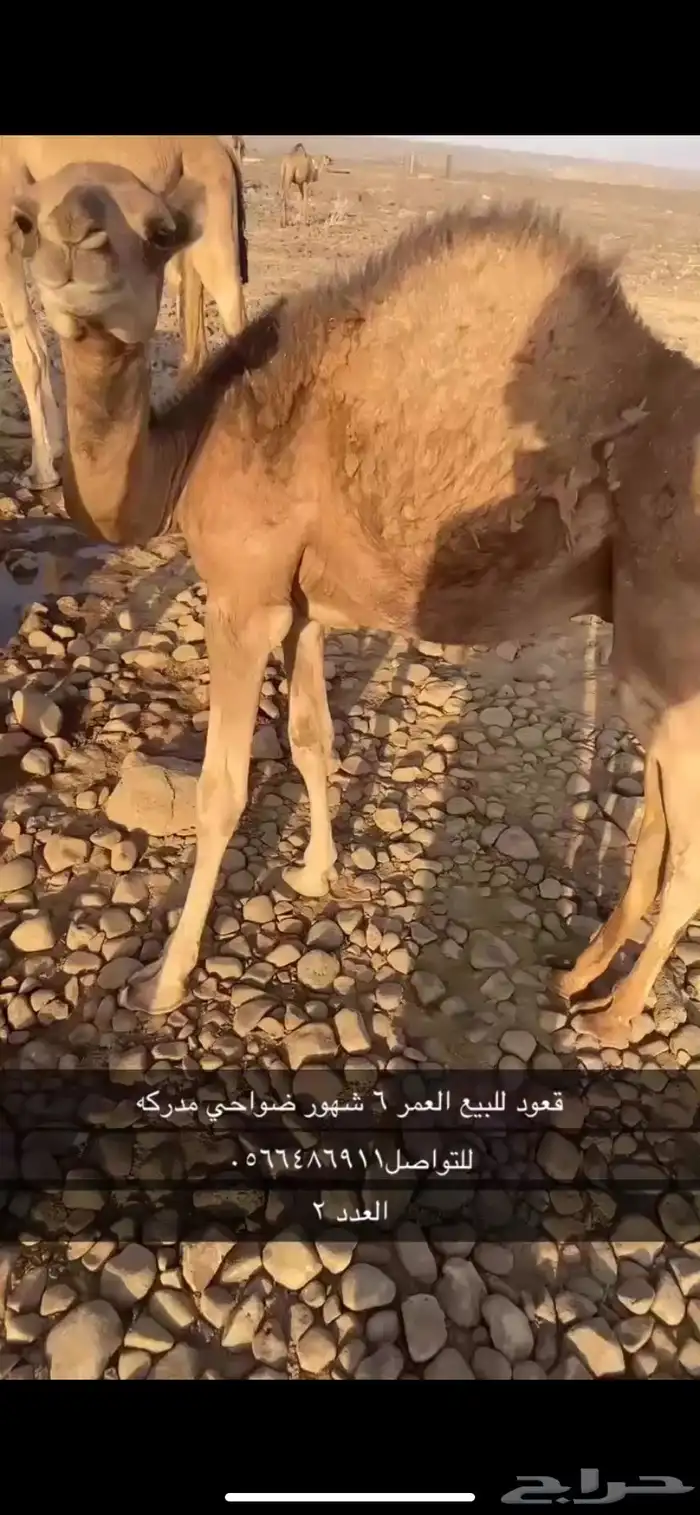 قعدان للبيع 1