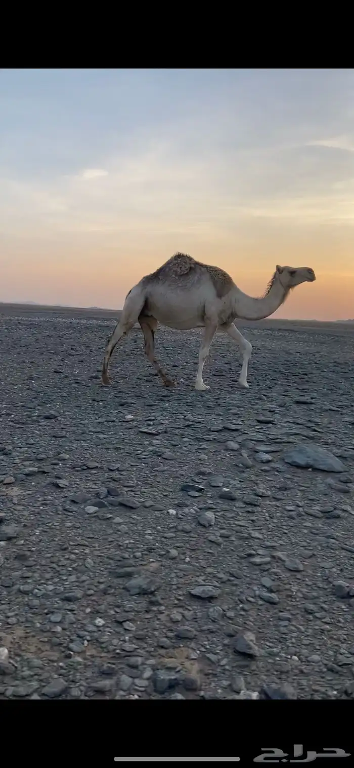 ناقه لقحه 2