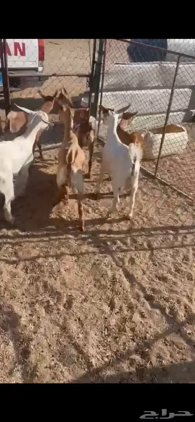 تم البيع 5