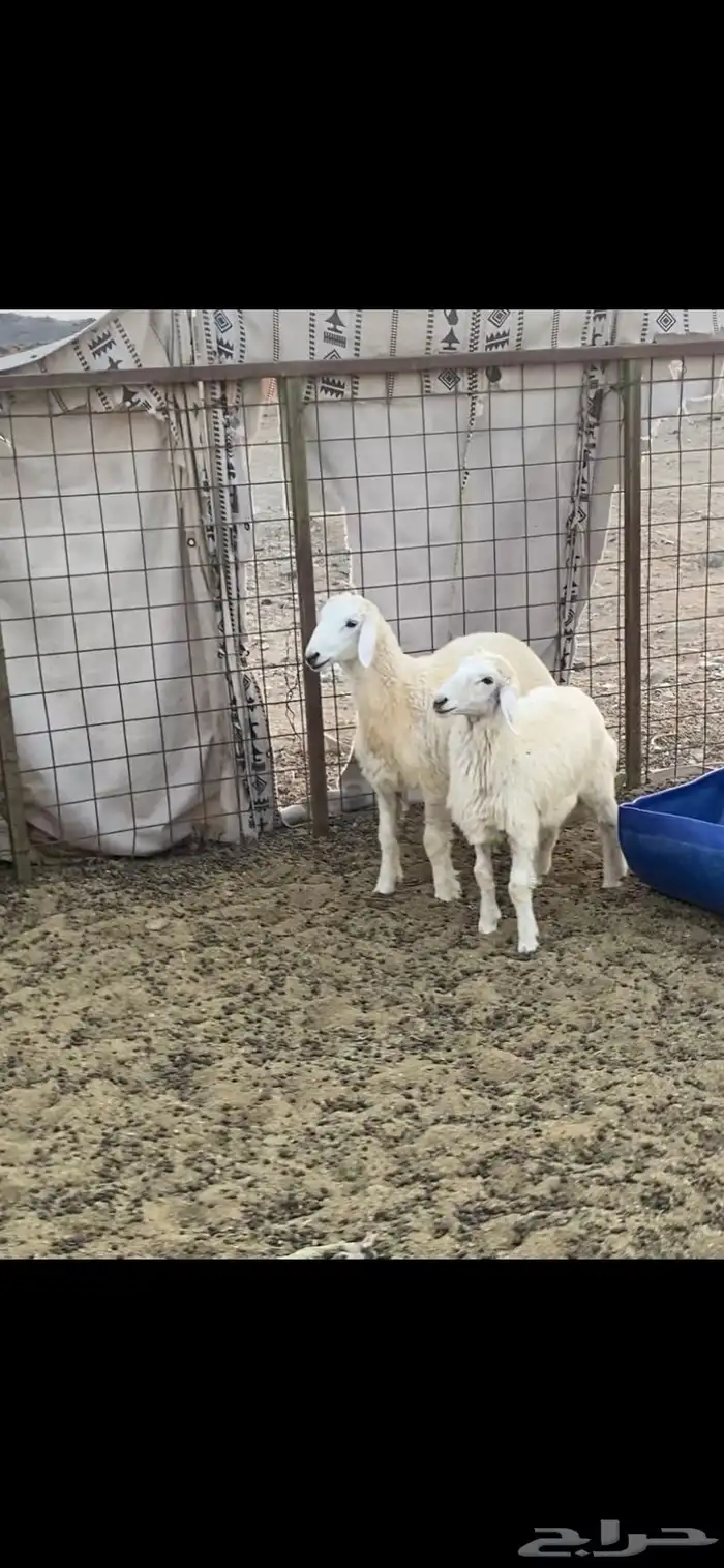 ذبايح للبيع طليان 3