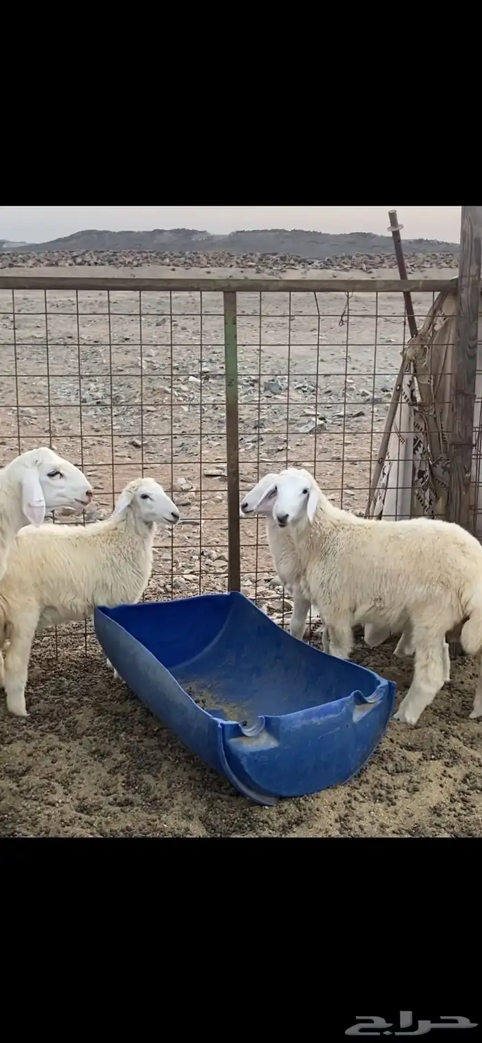 ذبايح للبيع طليان 2