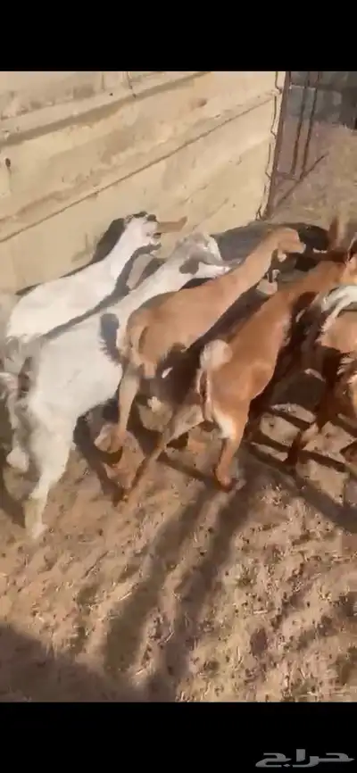 تم البيع 1