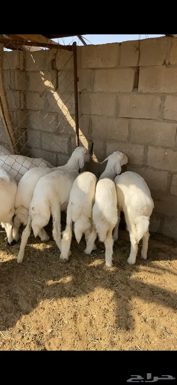 بهم بري حري للبيع (تم البيع) 2