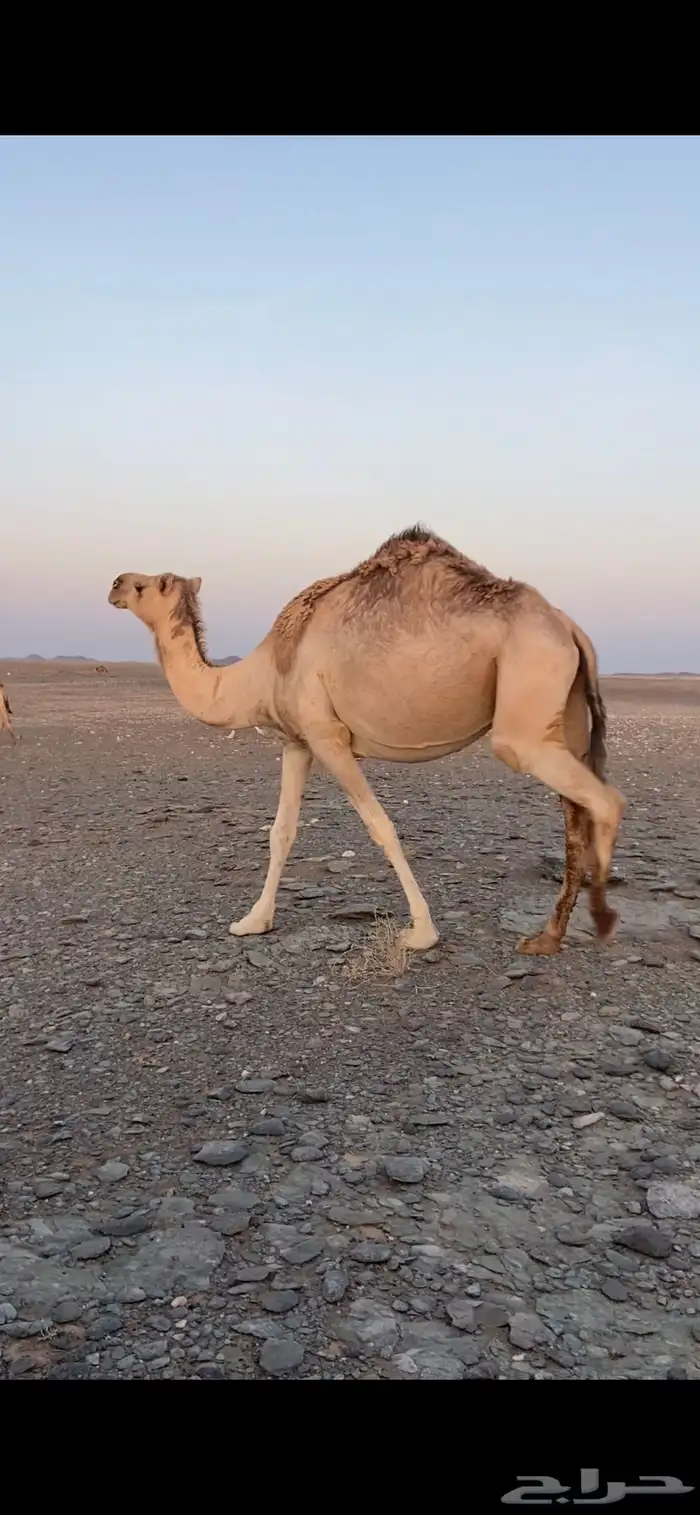 ناقه لقحه 0