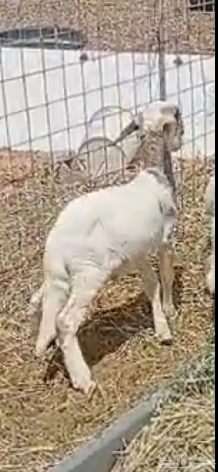 خرفان هرافاء 1