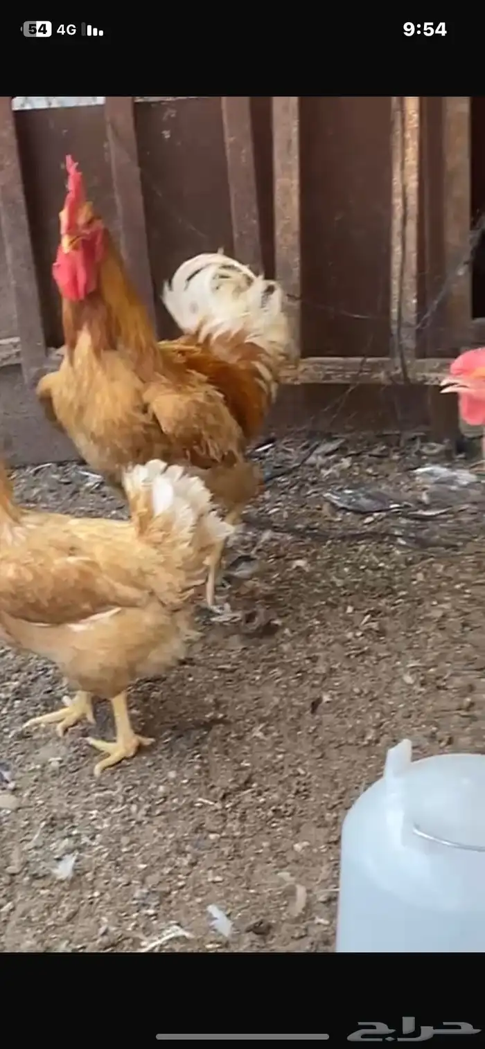دجاج تركي بياض و منتج مع إنتاجه 1