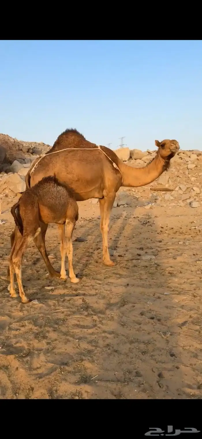 خلفة ساحلية بكر جذعه 1